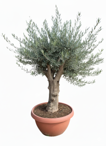 Olivenbaum - Olea europaea - 40 Jahre - 200 cm