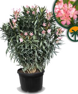 Rosa Oleander - 220-240 cm