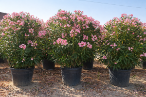 Rosa Oleander - 220-240 cm