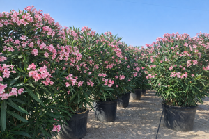 Rosa Oleander - 220-240 cm