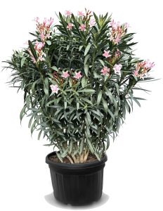 Rosa Oleander - 220-240 cm