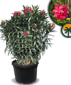 Roter Oleander - 220-240 cm