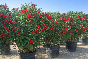 Roter Oleander - 220-240 cm
