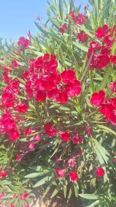 Roter Oleander - 220-240 cm