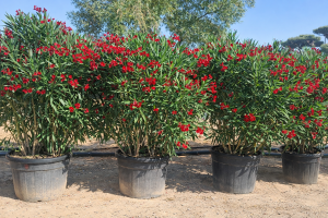 Roter Oleander - 220-240 cm