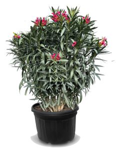 Roter Oleander - 220-240 cm