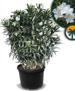 Weißer Oleander - 220-240 cm