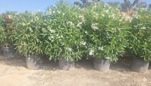 Weißer Oleander - 220-240 cm