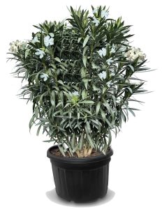 Weißer Oleander - 220-240 cm