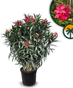 Roter Oleander - Nerium oleander - 140-160 cm