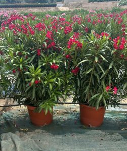 Roter Oleander - Nerium oleander - 140-160 cm