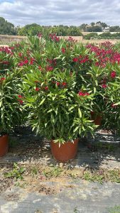 Roter Oleander - Nerium oleander - 140-160 cm