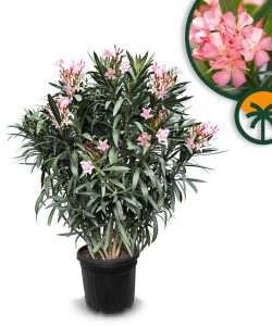 Rosa Oleander - Nerium oleander - 140-160 cm