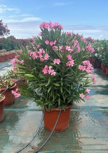Rosa Oleander - Nerium oleander - 140-160 cm