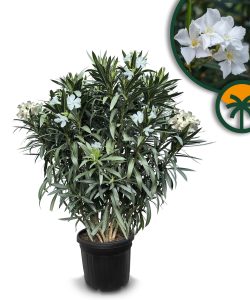 Weißer Oleander - 140-160 cm