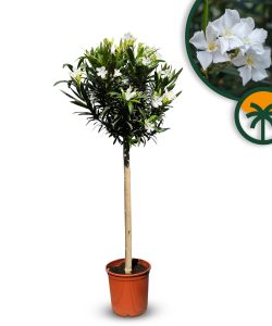 Weißer Oleander auf Stamm - Nerium oleander - 140-160 cm