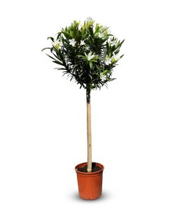 Weißer Oleander auf Stamm - Nerium oleander - 140-160 cm