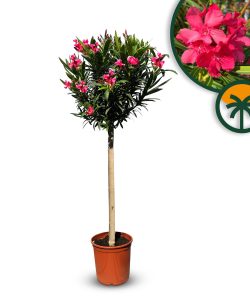 Roter Oleander auf Stamm - 140-160 cm