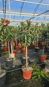 Roter Oleander auf Stamm - 140-160 cm