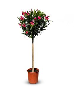 Roter Oleander auf Stamm - 140-160 cm