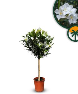 Weißer Oleander auf Stamm - 100-120 cm