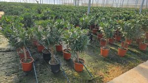 Weißer Oleander auf Stamm - 100-120 cm
