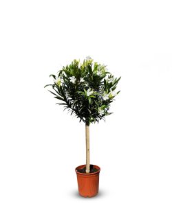 Weißer Oleander auf Stamm - 100-120 cm