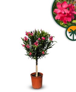 Roter Oleander auf Stamm - 100-120 cm