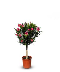 Roter Oleander auf Stamm - 100-120 cm