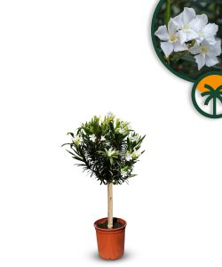 Weißer Oleander auf Stamm - 90-110 cm