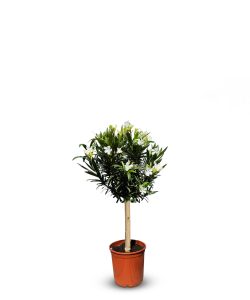 Weißer Oleander auf Stamm - 90-110 cm