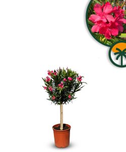 Roter Oleander auf Stamm - 90-110 cm