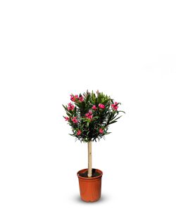 Roter Oleander auf Stamm - 90-110 cm