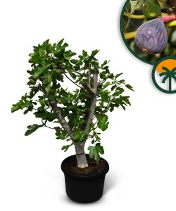 Feigenbaum - Ficus carica Calabacita Blanca - 40 Jahre - 180 cm