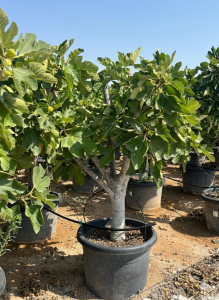 Feigenbaum - Ficus carica Calabacita Blanca - 40 Jahre - 180 cm
