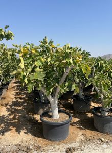 Feigenbaum - Ficus carica Calabacita Blanca - 40 Jahre - 180 cm