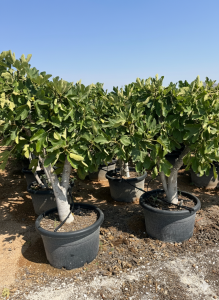 Feigenbaum - Ficus carica Calabacita Blanca - 40 Jahre - 180 cm