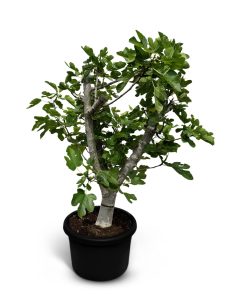 Feigenbaum - Ficus carica Calabacita Blanca - 40 Jahre - 180 cm