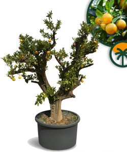 Orangenbaum XXXL - Citrus sinensis - 250 cm