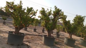 Orangenbaum XXXL - Citrus sinensis - 250 cm