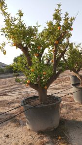 Orangenbaum XXXL - Citrus sinensis - 250 cm