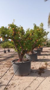 Orangenbaum XXXL - Citrus sinensis - 250 cm