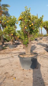 Orangenbaum XXXL - Citrus sinensis - 250 cm