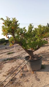 Orangenbaum XXXL - Citrus sinensis - 250 cm