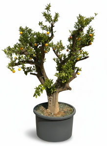Orangenbaum XXXL - Citrus sinensis - 250 cm