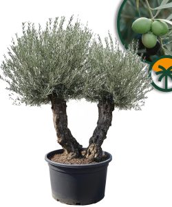 Olivenbaum Bonsai - Doppelstamm - 240 cm