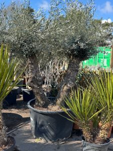 Olivenbaum Bonsai - Doppelstamm - 240 cm