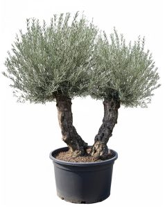 Olivenbaum Bonsai - Doppelstamm - 240 cm