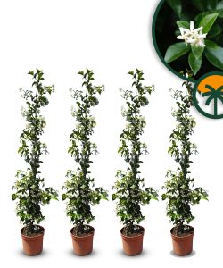 Toskanischer Jasmin - 120-140 cm - 4 Stück