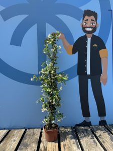 Toskanischer Jasmin - 120-140 cm - 4 Stück